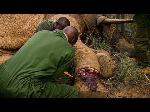 Elephant Needs Life Saving Surgery after Being Caught in a Snare  | BBC Earth