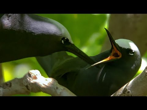 Noddy Birds Perform Courtship Rituals | BBC Earth