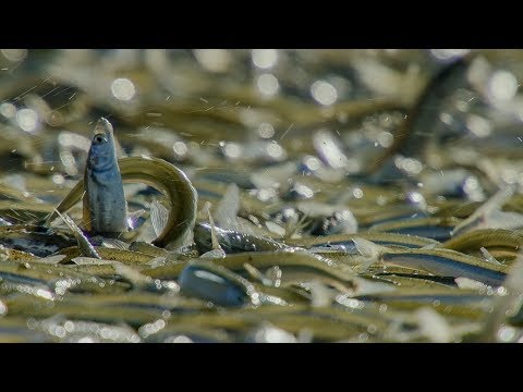 Grunion Fish Beach Themselves to Mate | BBC Earth