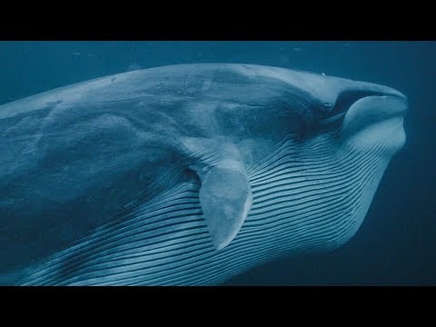 Whales and Orcas Feeding Together | BBC Earth
