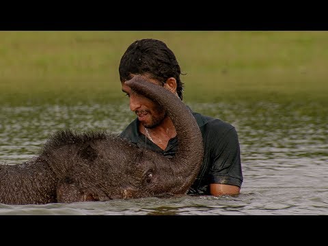 Three Legged Orphan Elephant Bathes with his Human Friend | BBC Earth