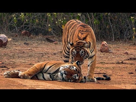 Courting Tigers form a Tight Bond | BBC Earth