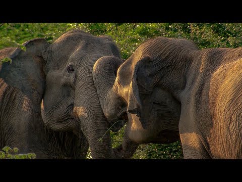 Elephant Mother has Calf Stolen by another Female | BBC Earth