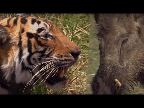 Tiger VS Boar | BBC Earth