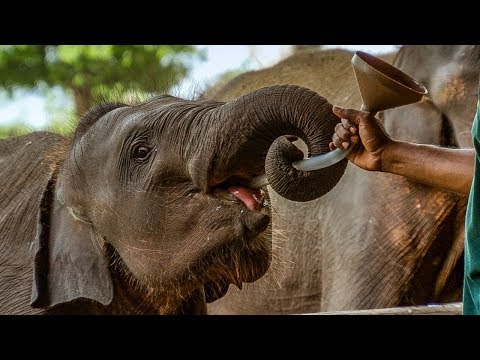 Feeding Time at the Elephant Orphanage | BBC Earth