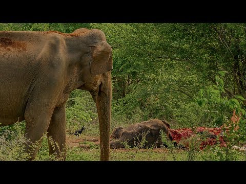 Elephant Mourning  | BBC Earth