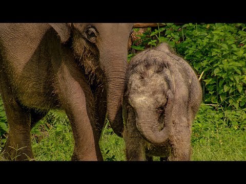 Three Legged Orphan Elephant Makes A New Friend | BBC Earth