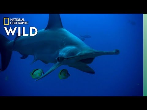 The Hammerhead Shark is Uniquely Adapted For Ocean Life | Nat Geo Wild