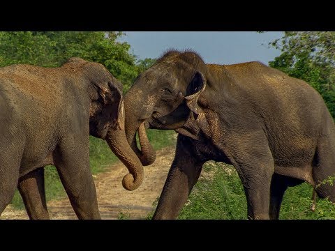 Male Elephants in Musth Fight for Dominance! | BBC Earth