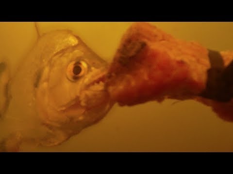 Piranha Feeding Frenzy Caught On Underwater Camera! | BBC Earth