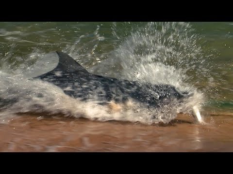 Dolphins Fishing On Land | BBC Earth