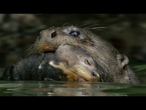 Otter Cubs Get a Swimming Lesson | BBC Earth