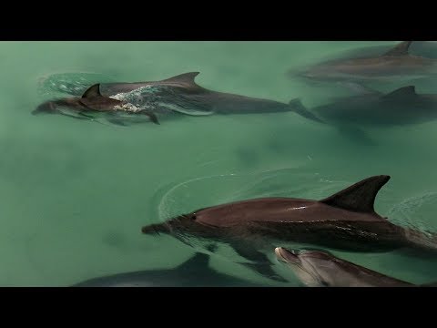 Dolphins Come Together to Greet Newborn | BBC Earth