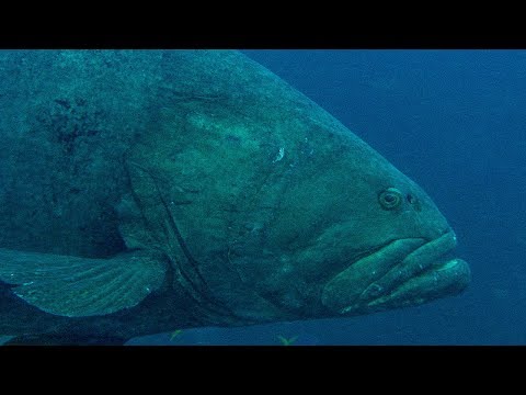 Deadly Predators of the Reef: the Queensland Grouper and the Sea Snake | BBC Earth