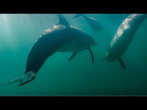 Shark Attacks Dolphins! | BBC Earth