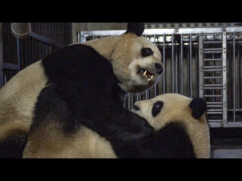 Giant Pandas’ Mating Attempt | BBC Earth