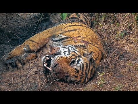 Tiger Grieves Dead Mate | BBC Earth