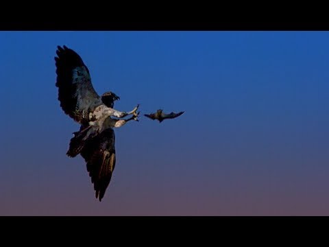 Red Tailed Hawk Hunts Bats | BBC Earth