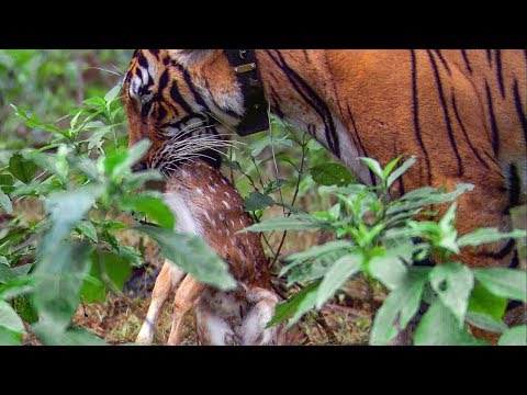 Tiger hunts Baby Deer | BBC Earth