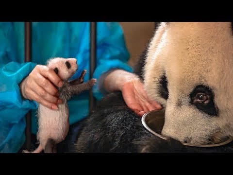 Panda Doesn’t Realise She’s Had Twins! | BBC Earth