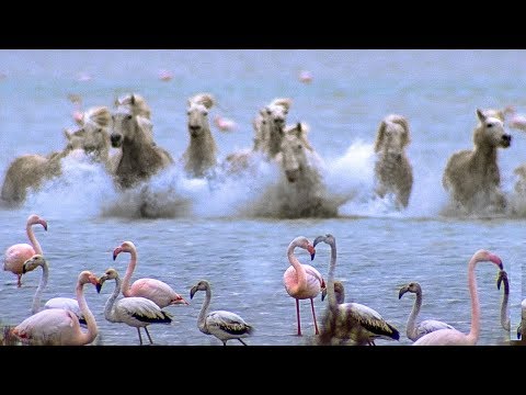 Wild Horses run into Flamingos Feeding | BBC Earth