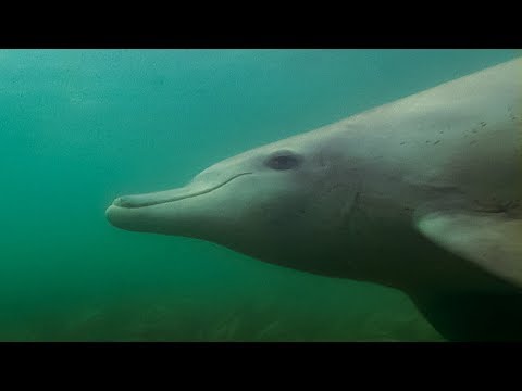 Dolphin Mother Speaks to her Unborn Calf | BBC Earth