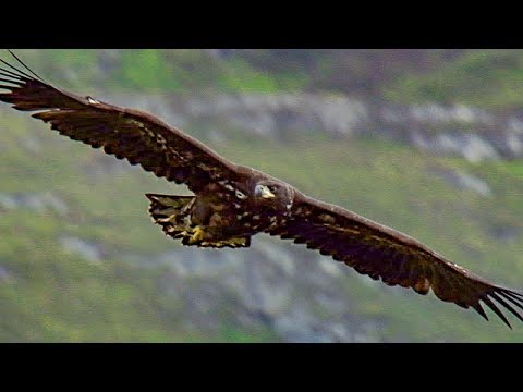 Young Eagle Learns how to Fly | BBC Earth