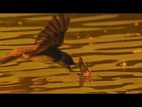 Birds Hunt Mayflies for their Chicks | BBC Earth
