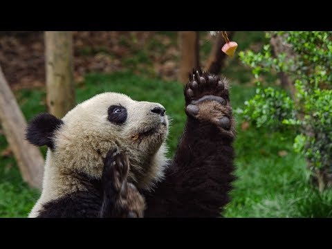 Male Panda’s ‘Sexercise’ Training Regime | BBC Earth