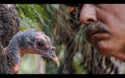 Learning the Language of Turkeys | BBC Earth