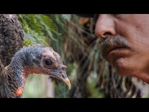 Learning the Language of Turkeys | BBC Earth