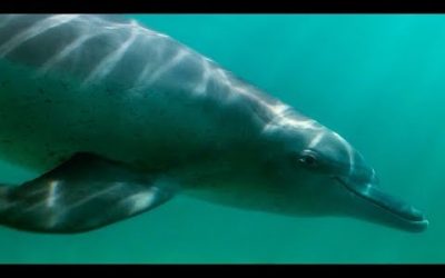 Dolphin Calf Catches Fish for the First Time | BBC Earth