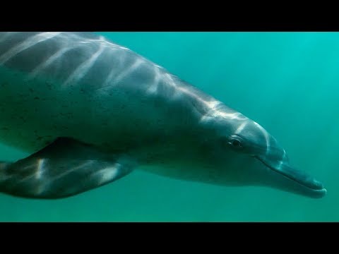 Dolphin Calf Catches Fish for the First Time | BBC Earth