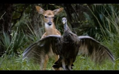 Wild Turkeys Play with Deer | BBC Earth