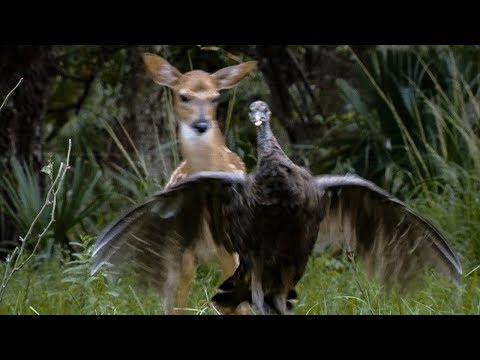 Wild Turkeys Play with Deer | BBC Earth