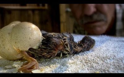 Wild Turkeys Hatching and Imprinting on Human | BBC Earth