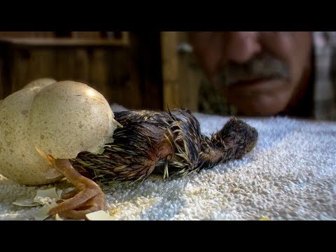 Wild Turkeys Hatching and Imprinting on Human | BBC Earth