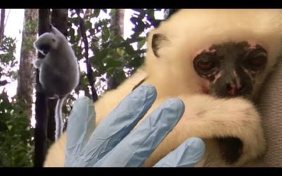 Incredibly Rare Silky Sifaka Lemurs Re-Released in the Wild | BBC Earth