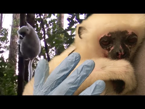 Incredibly Rare Silky Sifaka Lemurs Re-Released in the Wild | BBC Earth