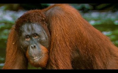 Hungry Orangutan Tries to eat Rocks | BBC Earth