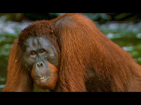Hungry Orangutan Tries to eat Rocks | BBC Earth