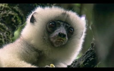 Young Lemur Wrestles with Elder | BBC Earth