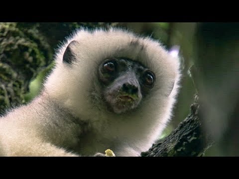 Young Lemur Wrestles with Elder | BBC Earth