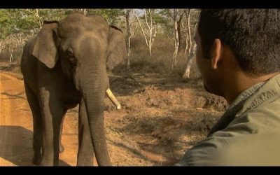 Tense Stand Off with a Giant Indian Elephant | BBC Earth