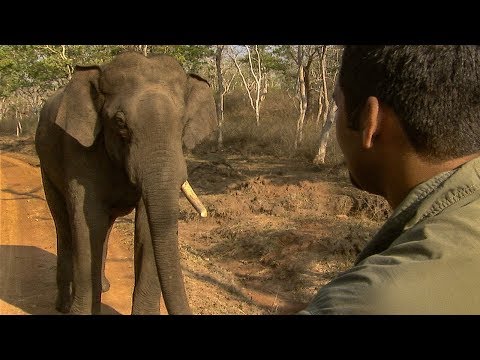 Tense Stand Off with a Giant Indian Elephant | BBC Earth