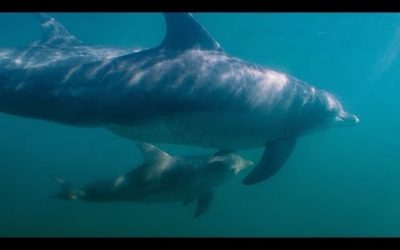 Dolphin Attempts to Kidnap Other Dolphin’s Calf | BBC Earth