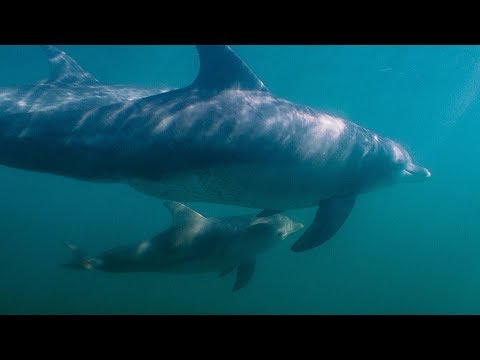 Dolphin Attempts to Kidnap Other Dolphin’s Calf | BBC Earth