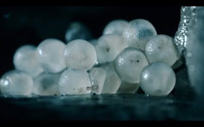 Baby Slugs Hatching inside a Wall… Up Close! | BBC Earth