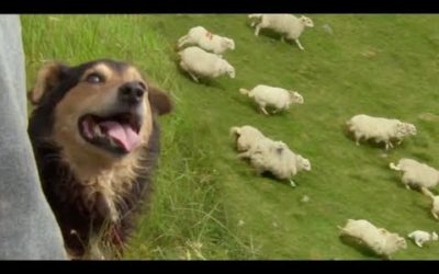The Amazing Rituals of the Welsh Shepherd Dogs | BBC Earth