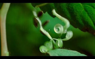 Caterpillars Feeding on Exploding Touch-Me-Not Seed Pods | BBC Earth